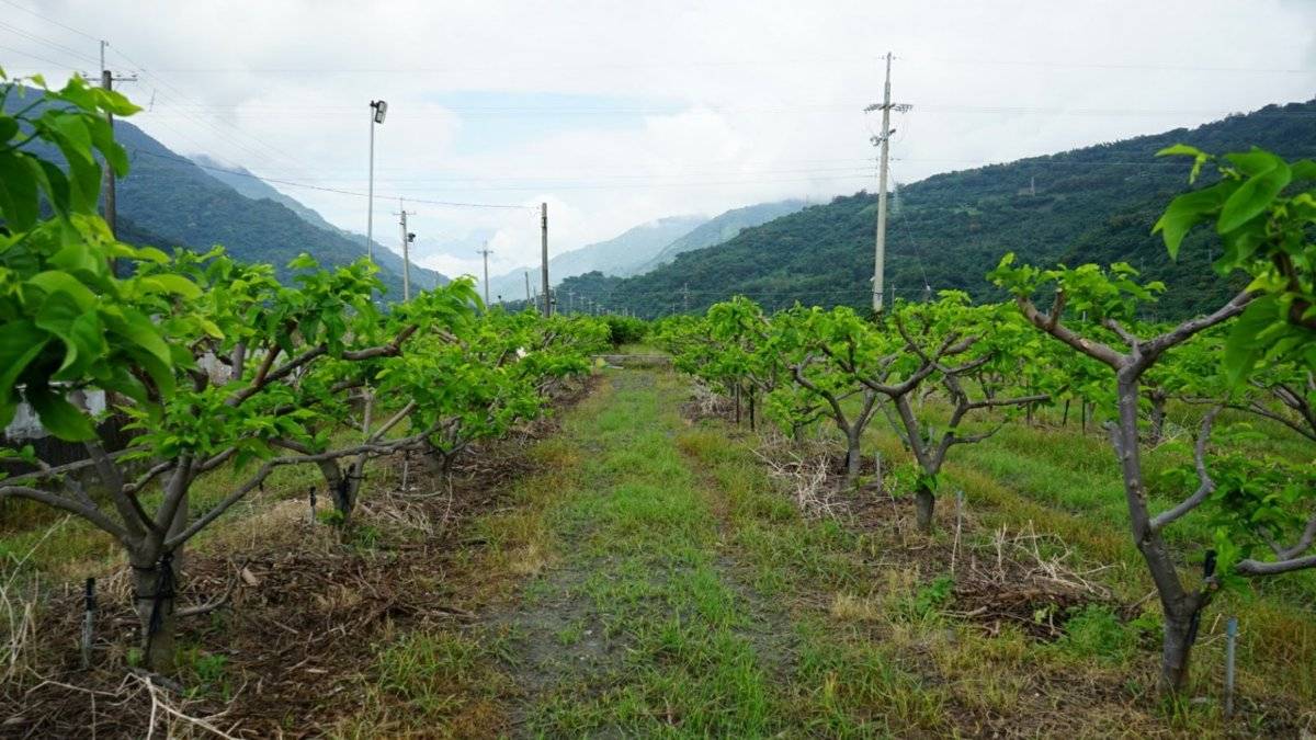 太麻里釋迦果園遠景,問於台東南端的山海交界