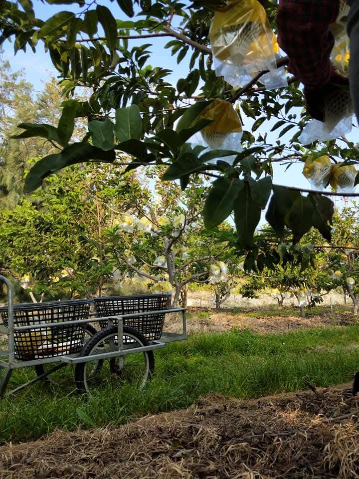 太麻里果園內釋迦果樹與採收果籃