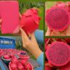 紅肉紅龍果果肉特寫，鮮紅多汁、甜度高｜台東太麻里產地直送