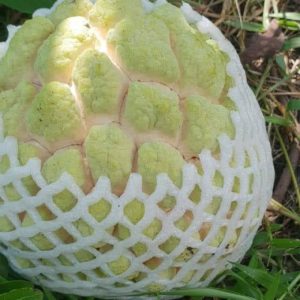 太麻里釋迦 頂級7~8顆