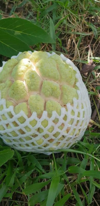 太麻里釋迦 頂級7~8顆