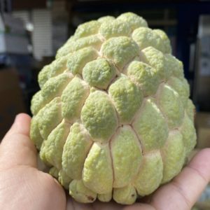 亞莛釋迦手選水果