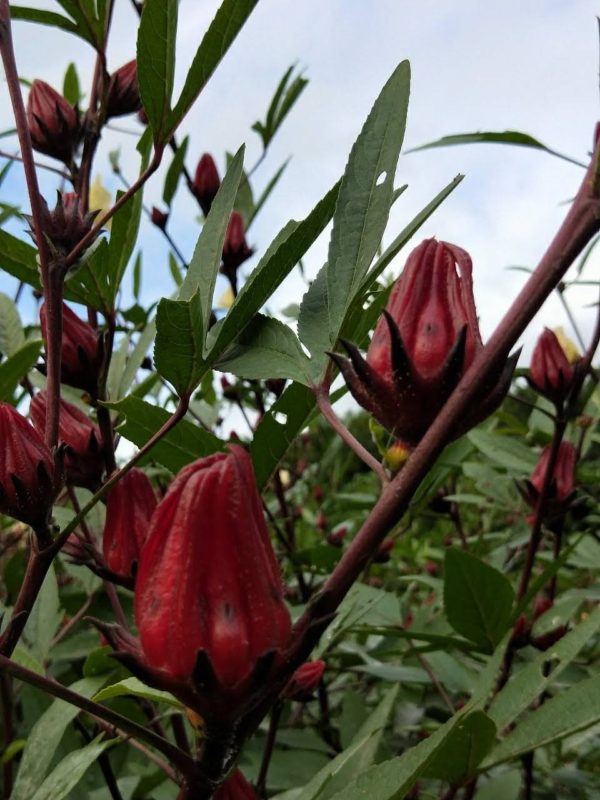 消暑飲品花茶