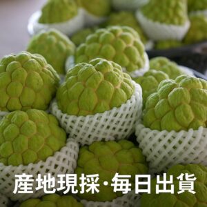 亞莛釋迦產地現採 |每日出貨