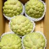 亞莛釋迦5顆大果實拍